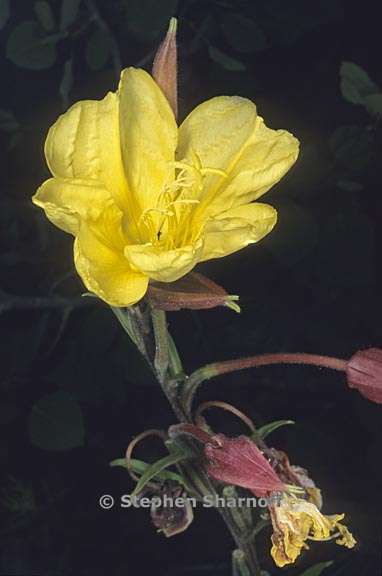 oenothera elata ssp hirsutissima 6 graphic